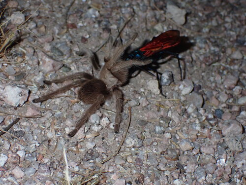 Desert Blonde Tarantula photo 4