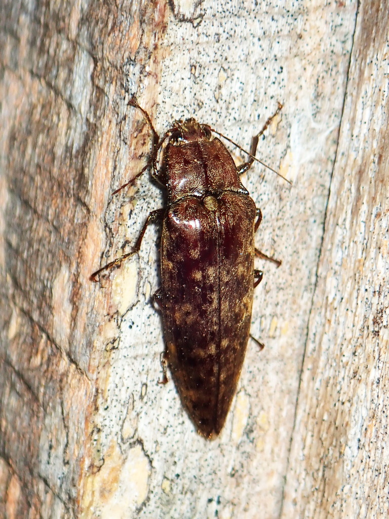 Oistus cacicus