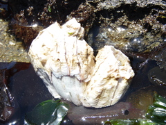 Austromegabalanus psittacus