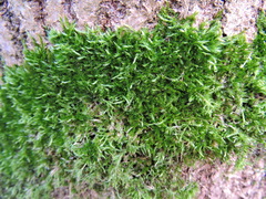 Hypnum resupinatum