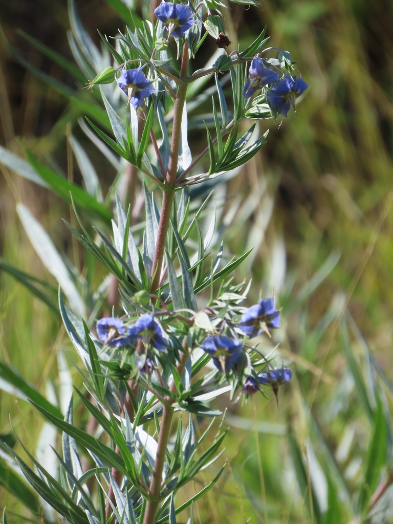Late Weed (Trichodesma zeylanicum)