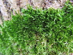 Hypnum resupinatum