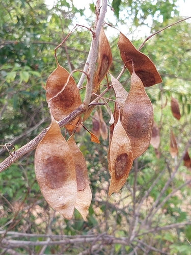 Dalbergia bracteolata