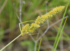 Carex vulpinoidea
