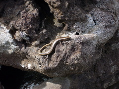 Cryptoblepharus poecilopleurus paschalis