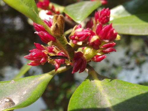 Distylium racemosum observed 2026-03-29