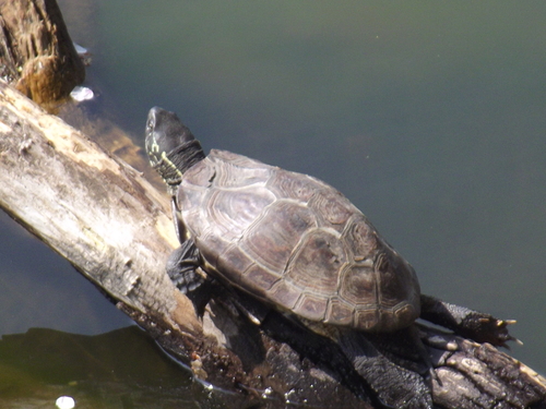 Mauremys reevesii