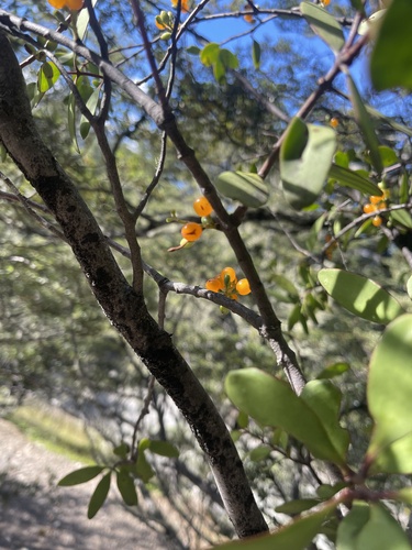 Yellow Mistletoe (Alepis flavida)