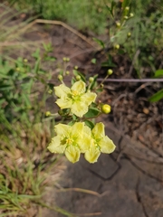 Sphedamnocarpus pruriens