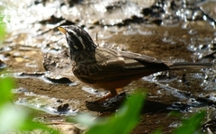 Emberiza tahapisi
