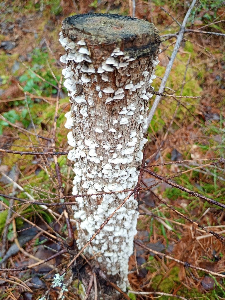 Trichaptum abietinum · March 2026 · photo: © jusuzippol (iNaturalist, cc-by)