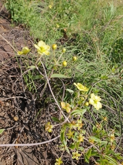 Sphedamnocarpus pruriens