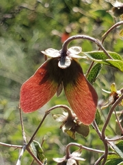 Sphedamnocarpus pruriens