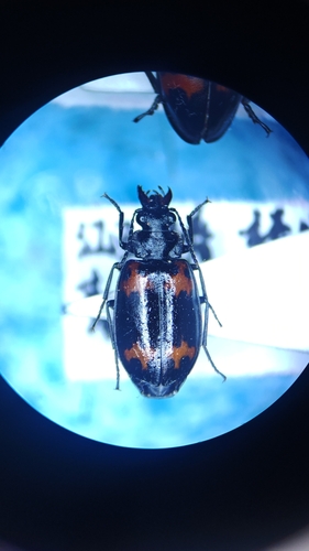 Lioptera erotyloides