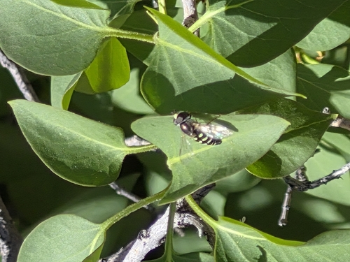 Unknown species found near Winterwood Park, Albuquerque, NM 87123, USA