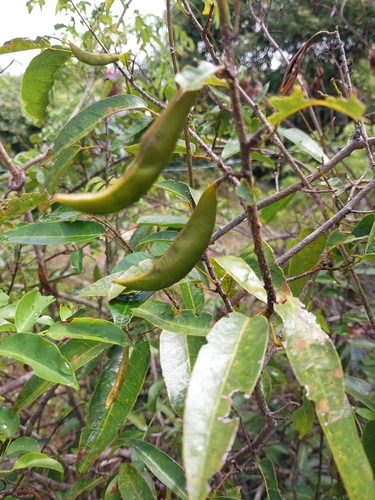 Baphia capparidifolia, 2026-03-29