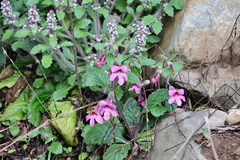 Rehmannia chingii
