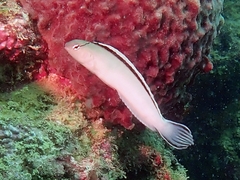 Disco Blenny photo 3