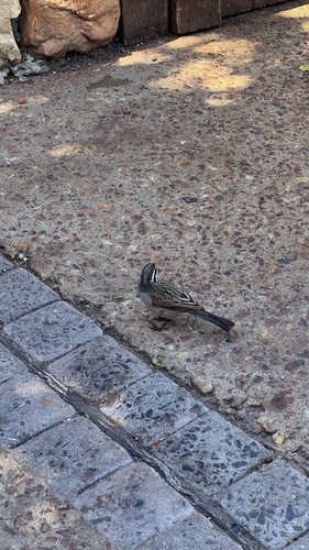 Cape Bunting (Emberiza capensis), photo 6
