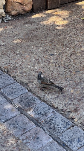 Cape Bunting (Emberiza capensis), photo 7