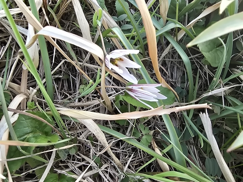 Amana edulis, photograph 2