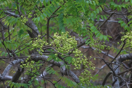 Garuga pinnata observed 2026-03-29