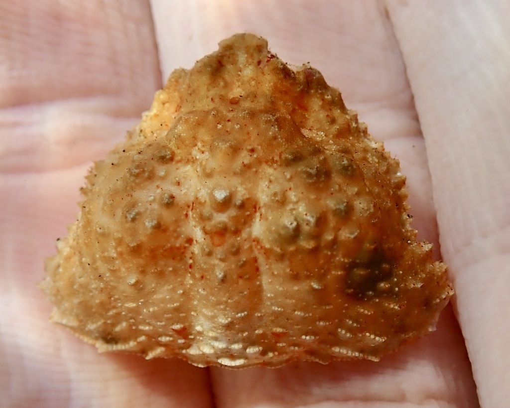 rough box crab