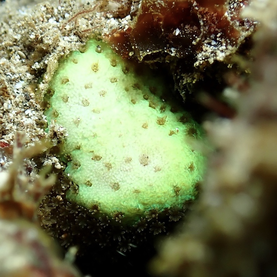 Porites hawaiiensis