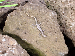 Cryptoblepharus poecilopleurus paschalis