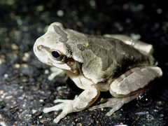 Hyla japonica