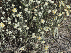 Helichrysum crispum