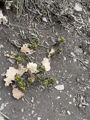 Adonis ramosa, photograph (c) Jane Charlen, some rights reserved (CC BY)