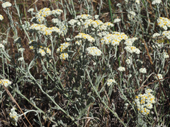 Helichrysum crispum