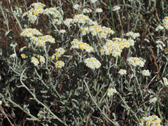 Helichrysum crispum