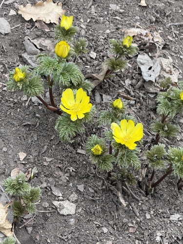 Adonis ramosa