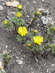 Adonis ramosa