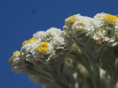 Helichrysum crispum