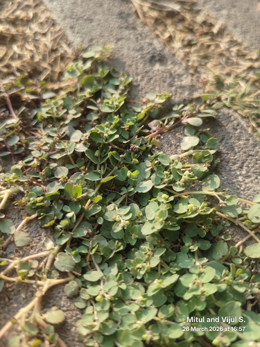 Euphorbia serpens (Euphorbia serpens)