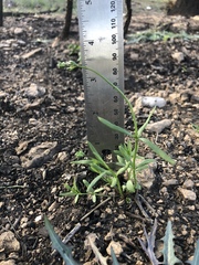 Nuttallanthus texanus