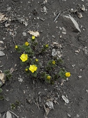 Adonis ramosa, photograph (c) Jane Charlen, some rights reserved (CC BY)