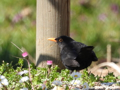 Turdus merula