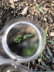 Nuttallanthus texanus