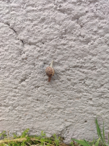 Cornu aspersum