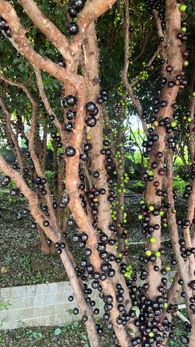 Jaboticaba