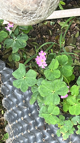 Largeflower pink-sorrel