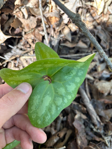 Finzel's Wild Ginger (Asarum finzelii)