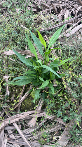 annual saltmarsh aster