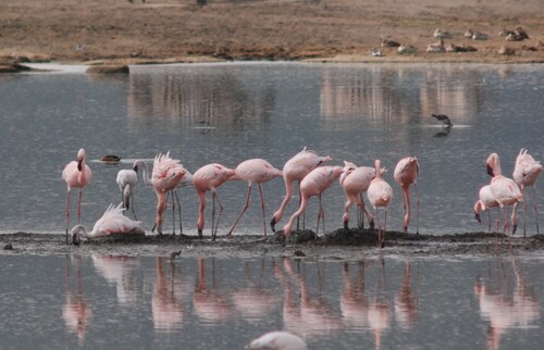 iNaturalist: (c) malacochersus, some rights reserved (CC BY-NC) iNaturalist image