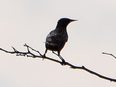 Sturnus vulgaris