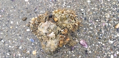 Pyura chilensis